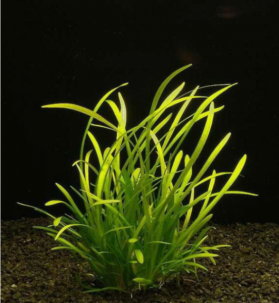 Сагиттария стрелолист (Sagittaria subulata)