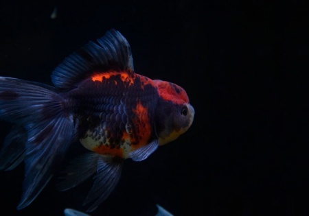 Оранда трехцветная (Goldfish Oranda trikolor)