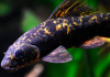 Лабео арлекин  конголезский (Labeo cyclorhynchus)