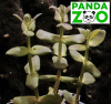 Bacopa salzmanii- Бакопа зальцмани L174