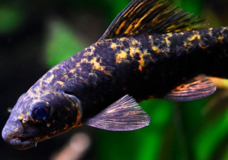 Лабео арлекин  конголезский (Labeo cyclorhynchus)