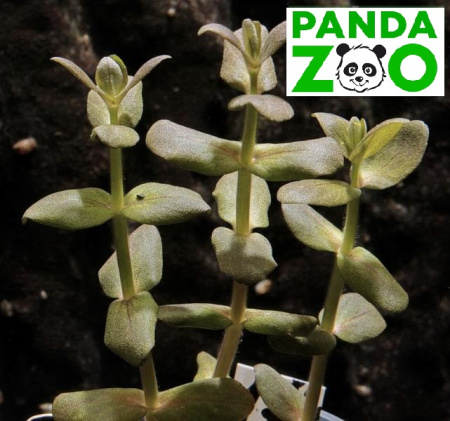 Bacopa salzmanii- Бакопа зальцмани L174