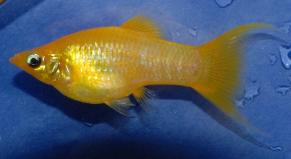 Моллинезия желтая лирохвостая (Poecilia sphenops Gold Molly)