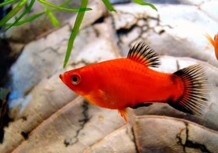 Пецилия красная чернохвостая (Xiphophorus maculatus red black tail)