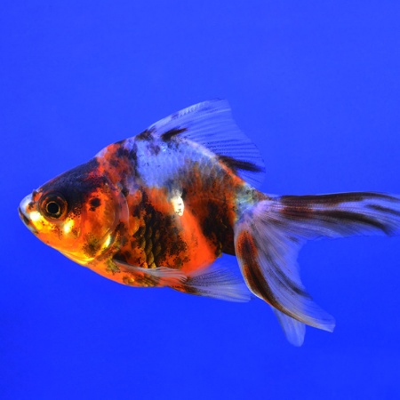 Риукин ситцевый с широким хвостом (Goldfish Ryukin calico broad tail)