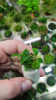 Буцефаландра зелёная Волнистая (Bucephalandra sp Green Wave )  1 ветка