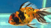 Оранда ситцевая  (Goldfish Oranda calico)