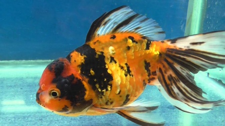 Оранда ситцевая  (Goldfish Oranda calico)