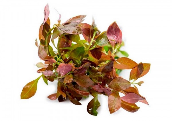 Людвигия овальная (Ludwigia ovalis)