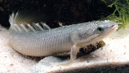 Полиптерус Сенегальский (Polypterus senegalus) 5-6 см 