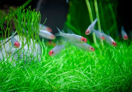 Родостомус, Тетра красноносая  (Hemigrammus rhodostomus, Hemmigrammus bleheri)