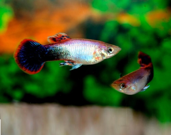 Гуппи смокинг розовый (Guppy Tuxedo Pink)