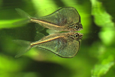 Карнегиелла марта (Carnegiella marthae)