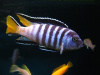 Цихлида Элонгатус псевдотрофеус Мпанга (pseudotropheus elongatus mpanga)
