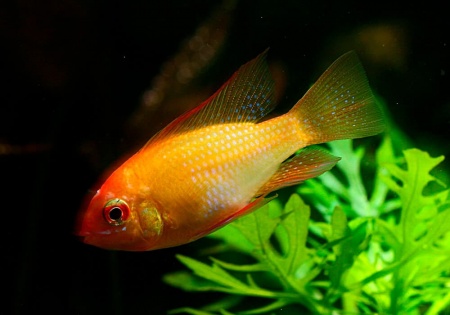 Цихлида Апистограмма Рамирези золотая (apistogramma ramirezi var-gold)