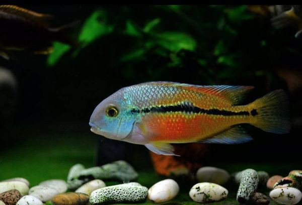 Цихлида Никарагуанская цихлазома ( Hypsophrys nicaraguense) 3,5-4 см