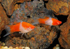 Меченосец Геллера кои красноглазый (Xiphophorus helleri Koi Red Eye)