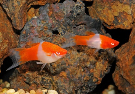 Меченосец Геллера кои красноглазый (Xiphophorus helleri Koi Red Eye)