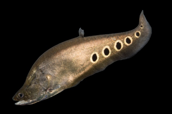 Нож Индийский Хитала глазчатый (Notopterus chitala) 7 см