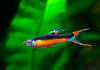 Гуппи Эндлера Яонские Тукседо  (Guppy) Самец