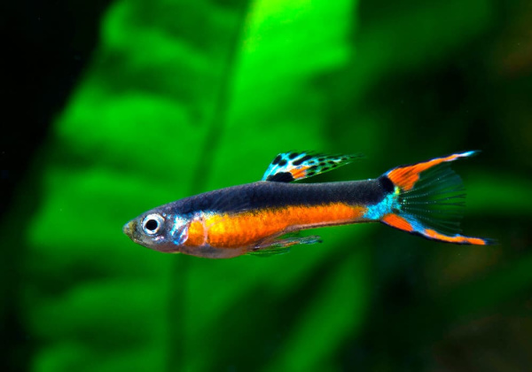 Гуппи Эндлера Яонские Тукседо  (Guppy) Самец