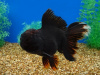 Оранда черная (Goldfish Oranda black) 10-12 см