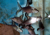 Акулий Балу (Balantiocheilus melanopterus)