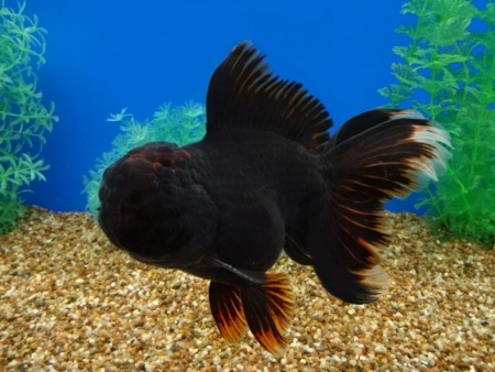 Оранда черная (Goldfish Oranda black) 10-12 см