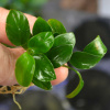 Анубиас нана Петит на лаве 5-7 см  (Anubias barteri var. nana)