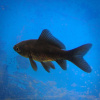 Золотая рыбка Комета черная (Goldfish comet black)