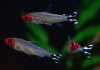 Родостомус, Тетра красноносая  (Hemigrammus rhodostomus, Hemmigrammus bleheri)