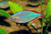 Радужница Неоновая (Melanotaenia Praecox)