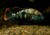 Акара бирюзовая (aequidens rivulatus)