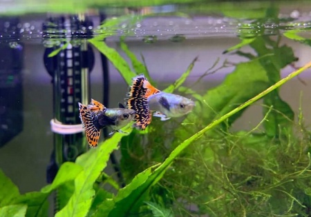 Гуппи красная мозаика (Poecilia reticulata red mosaic)