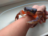 Краб радужный  (Cardisoma armatum) Самец