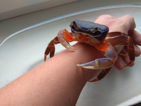 Краб радужный  (Cardisoma armatum) Самец