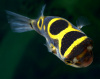Тетрадон восьмёрка -(Tetraodon biocellatus)