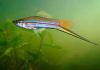 Меченосец Геллера зеленый (Xiphophorus helleri Green)