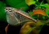 Карнегиелла марта (Carnegiella marthae)