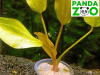 Echinodorus Obelix- Эхинодорус Обеликс E051