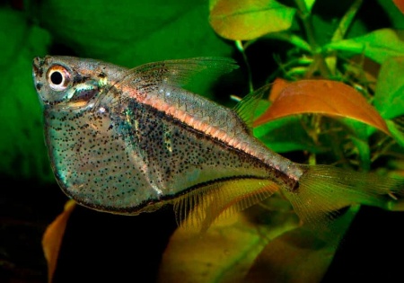 Карнегиелла марта (Carnegiella marthae)