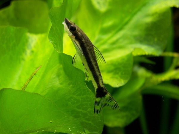 Отоцинклюс Аффинис (Otocinclus Affinis) сом водрослеед  чистильщик 2,5 см