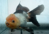 Оранда черно-белая (Goldfish Oranda black-white)
