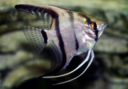 Скалярия зебра классическая (Pterophyllum Zebra)