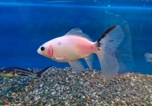 Золотая рыбка Шубункин бристольский белый (Goldfish Bristol Shubunkin white)