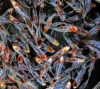 Золотая рыбка Комета ситцевая (Goldfish comet calico)