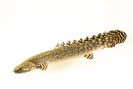 Полиптерус Орнатипиннис (Polypterus ornatipinnis) 15-16 см