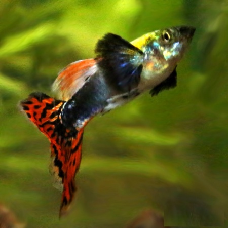 Гуппи Гвоздика (Poecilia Reticulata)