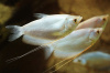 Гурами Лунный (Trichogaster microlepis) 5 см
