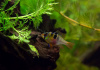 Цихлида Апистограмма Рамирези (apistogramma ramirezi) 3 см